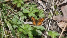 Pearl crescent butterfly, Unexpected Wildlife Refuge photo