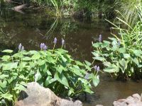 Pickerelweed, Unexpected Wildlife Refuge photo
