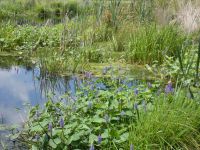 Pickerelweed, Unexpected Wildlife Refuge photo