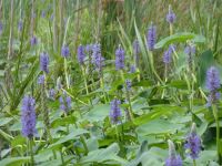 Pickerelweed, Unexpected Wildlife Refuge photo