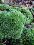 Moss, Unexpected Wildlife Refuge photo