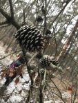 Pine cone with snow, photo by Mike McCormick