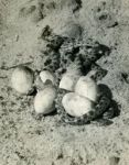 Pine snakes hatching, photo by Al Francesconi