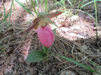 Pink lady slipper, photo by Ruth Eisen
