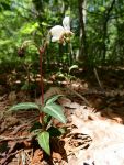 Pipsissewa, Unexpected Wildlife Refuge photo