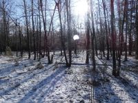 Poplar trees, Unexpected Wildlife Refuge photo