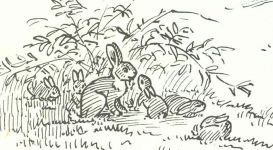 , sketch by Hope Sawyer Buyukmihci, Refuge co-founder and artist