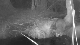 Raccoon near Wild Goose Blind, Unexpected Wildlife Refuge trail camera photo