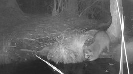 Raccoon near Wild Goose Blind, Unexpected Wildlife Refuge trail camera photo