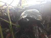 Northern red-bellied turtleUnexpected Wildlife Refuge photo