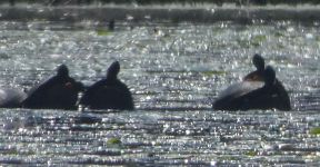 Basking red-bellied turtles, Unexpected Wildlife Refuge photo