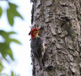 Red-bellied woodpecker, photo by Leor Veleanu