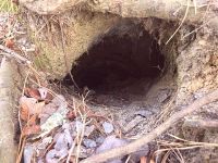 Red fox den, Unexpected Wildlife Refuge photo