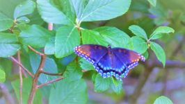 Red-spotted purple butterfly, Unexpected Wildlife Refuge photo