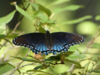 Red-spotted purple butterfly, Unexpected Wildlife Refuge photo