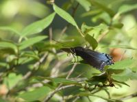 Red-spotted purple butterfly, Unexpected Wildlife Refuge photo