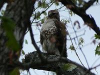 Red-tailed hawk, Unexpected Wildlife Refuge photo
