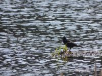 Red-winged blackbird on vegetation in Miller Pond, Unexpected Wildlife Refuge photo