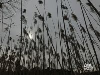 Reeds, photo by Mike McCormick