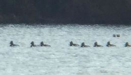 Ring-necked ducks, Unexpected Wildlife Refuge photo