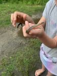 Ring-necked snake, Unexpected Wildlife Refuge photo