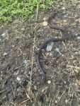 Ring-necked snake, Unexpected Wildlife Refuge photo