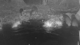River otter family in main pond trail camera photo