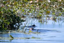 River otter family in miller pond, photo by J Amsterdam
