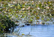 River otter family in miller pond, photo by J Amsterdam