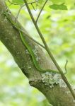 Rough green snake, photo by Leor Veleanu