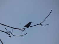 Ruby-throated hummingbird, Unexpected Wildlife Refuge photo