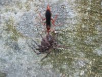 Rusty spider wasp with spider, Unexpected Wildlife Refuge photo