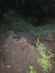 Snapping turtle, Unexpected Wildlife Refuge photo