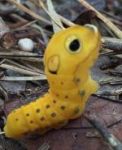 Spicebush swallowtail butterfly caterpillar, Unexpected Wildlife Refuge photo