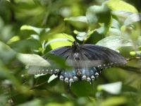 Male spicebush swallowtail butterfly, Unexpected Wildlife Refuge photo
