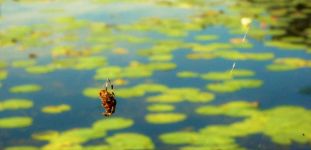 Spider spinning web along shore of main pond, Unexpected Wildlife Refuge photo