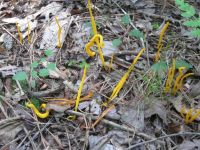 Spindle-shaped yellow coral fungus, photo by Dave Sauder