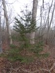 Young spruce tree, Unexpected Wildlife Refuge photo