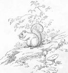 Squirrel, sketch by Hope Sawyer Buyukmihci, Refuge co-founder and artist