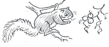 , sketch by Hope Sawyer Buyukmihci, Refuge co-founder and artist