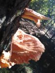 Sulphur shelf fungus, Unexpected Wildlife Refuge photo