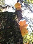 Sulphur shelf fungus, Unexpected Wildlife Refuge photo