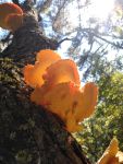 Sulphur shelf fungus, Unexpected Wildlife Refuge photo