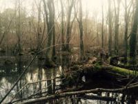 Swampy forest, Unexpected Wildlife Refuge photo
