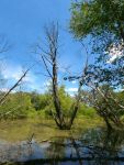 Wetland along boundary trail, Unexpected Wildlife Refuge photo