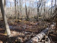 Swampy habitat, Unexpected Wildlife Refuge photo