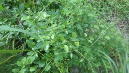 Sweet autumn clematis, Unexpected Wildlife Refuge photo