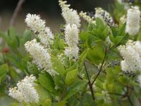 Sweet pepperbush, Unexpected Wildlife Refuge photo
