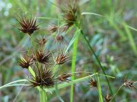 Tall beaksedge near main pond, Unexpected Wildlife Refuge photo