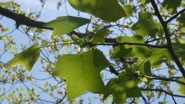 Tulip tree, Unexpected Wildlife Refuge photo